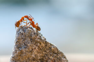 Ant Control Services