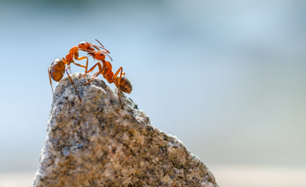 Ant Control Services