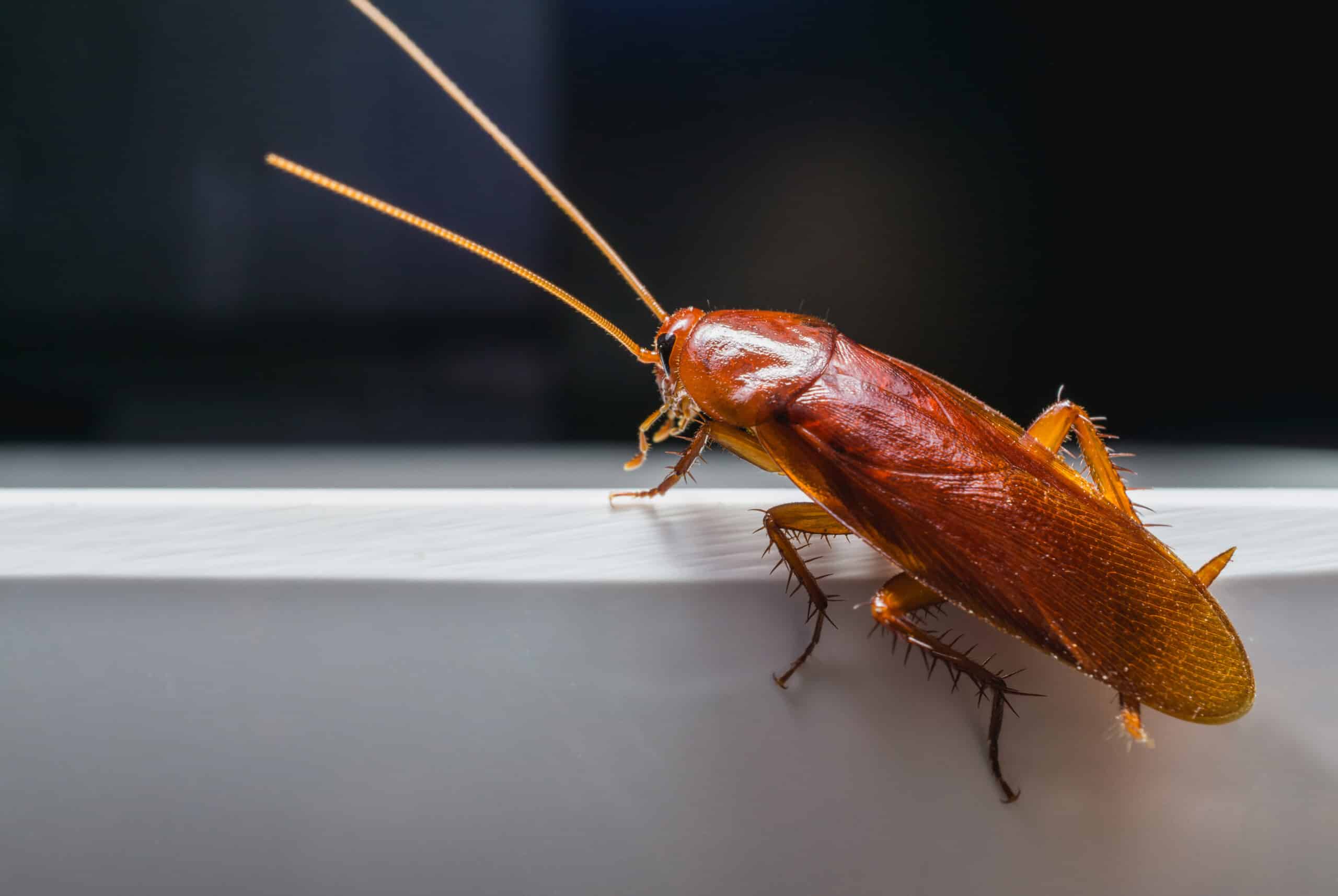 Cockroaches Treatment Service