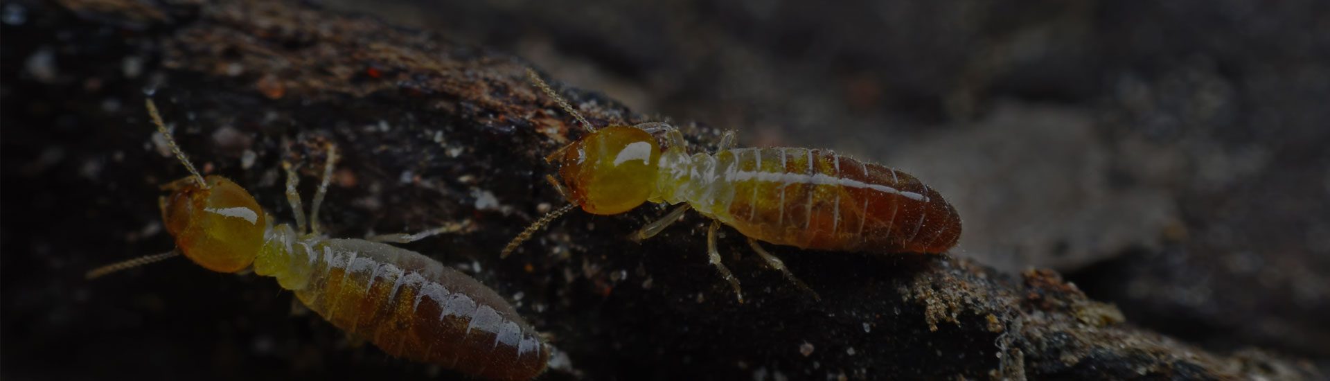 Termite Control