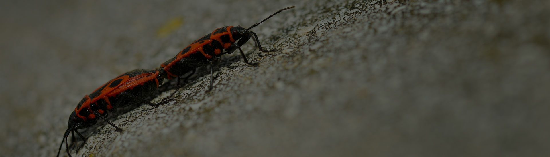 Keeps your home bug free!