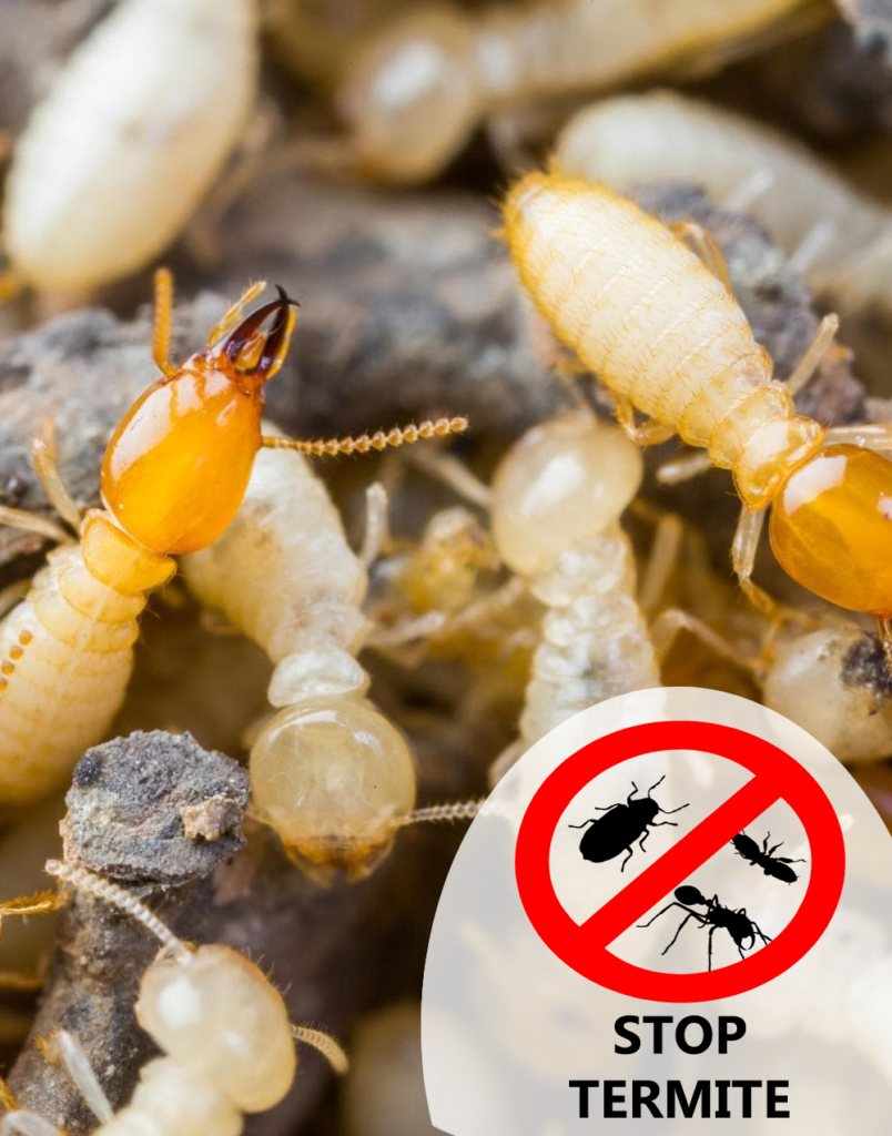 Termite Pest Control